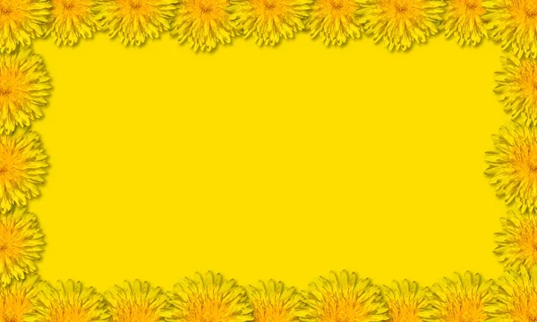 Gelbe Blüten in einem quadratischen Rahmen auf gelbem Hintergrund angeordnet. Blumenrahmen aus Löwenzahn. — Stockfoto