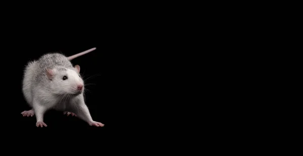 Rato cinzento isolado sobre fundo preto. Animais de estimação roedores. Rato domesticado de perto. O rato está a olhar para a câmara. — Fotografia de Stock