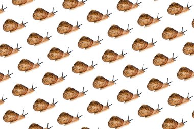 Beyaz arka planda izole edilmiş küçük, güzel bir salyangoz. Yan görüş. Kara Salyangozu deseni