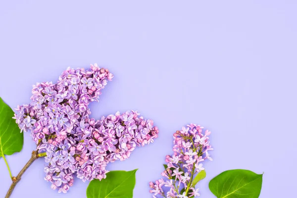 Light purple lilac branch on purple background. Spring flowers. Flat lay Banner with Copy space.