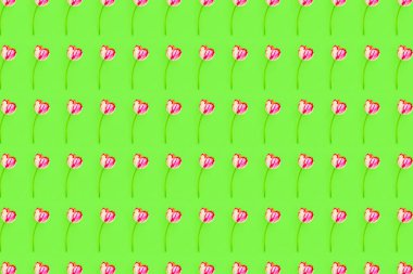 Hassas pembe ve beyaz lale yeşil arkaplan çiçekli bir desende izole edilmiş. Düz minimumda duruyordu. Üst görünüm.