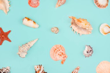 Deniz şablonu, üst manzara, düz yatış. Yaz kavramı. Farklı deniz kabukları ve açık mavi arkaplanda deniz yıldızı deseni.