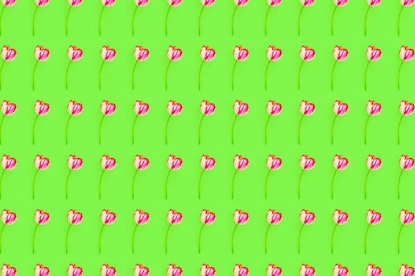 Тонкий Розовый Белый Тюльпан Изолирован Зеленом Фоне Цветочный Узор Плоский — стоковое фото