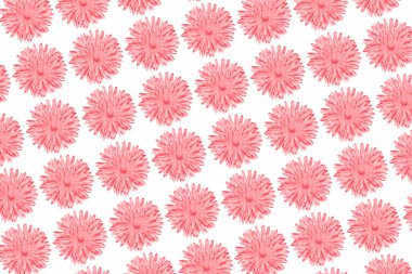 Pembe papatya ya da gerbera beyaz köşegen şeklinde izole edilmiş. Yaz çiçekleri