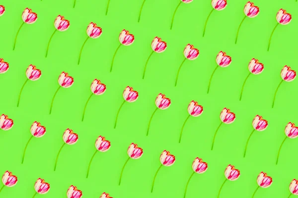 Тонкий Розовый Белый Тюльпан Изолирован Зеленом Фоне Цветочный Узор Плоский — стоковое фото