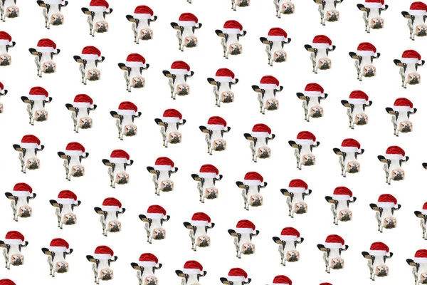 Funny Cow Isolated Christmas Hat Pattern Spotted Cow Portrait Isolated — Stock Photo, Image