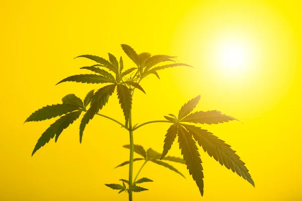 Hermoso Cannabis Cáñamo Sobre Fondo Cielo Amarillo Atardecer Medicina Alternativa — Foto de Stock
