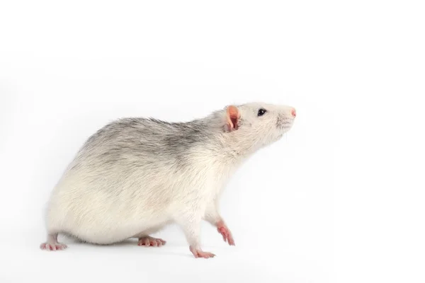 Funny Fat Gray Rat Isolated White Background Home Pets Concept — Stock Photo, Image