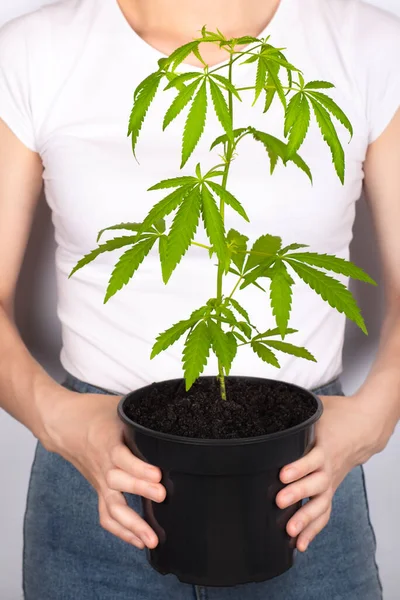 Mujer Joven Sosteniendo Maceta Con Cannabis Planta Cáñamo Legalización Del — Foto de Stock
