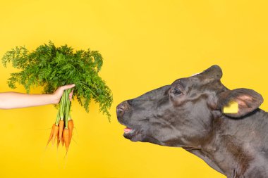 Sarı arka planda izole edilmiş dişi bir elle beslenen bir avuç taze havuç..