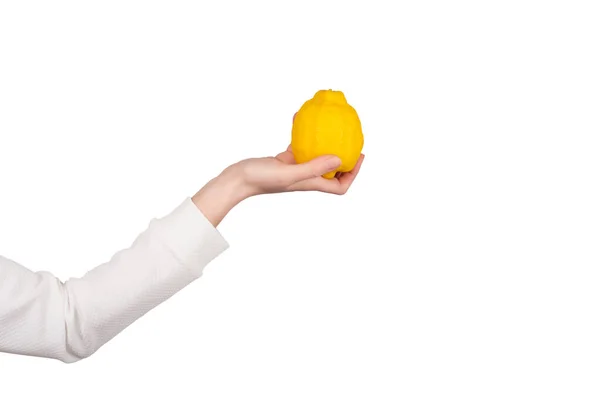 女性の手は白い背景に孤立した大きな明るいレモンフルーツを保持しています シトラスを手に コピースペース付きバナー — ストック写真