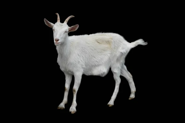 Funny White Female Goat Isolated Black Background Goat Long Horns — Stock Photo, Image