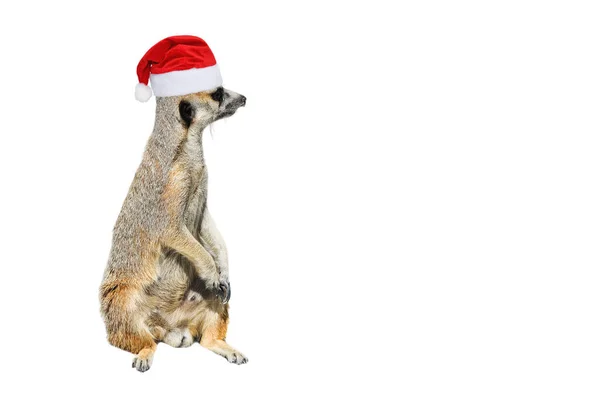 Velmi Legrační Meerkat Manor Sedí Vánocích Nebo Santa Klobouk Izolované — Stock fotografie