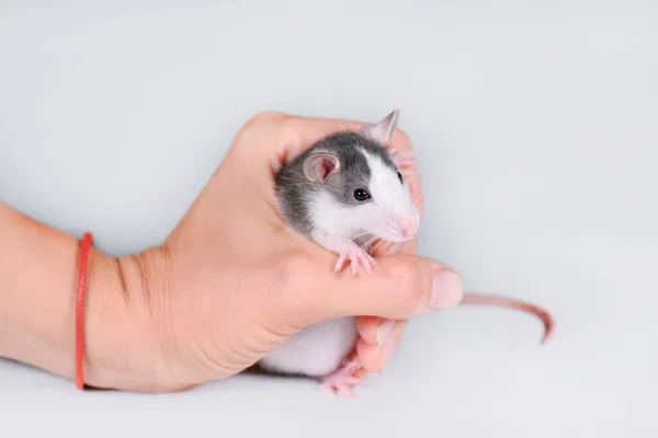 Ung Grå Råtta Kvinnohand Isolerad Vitt Gnagare Eller Sällskapsdjur Koncept — Stockfoto