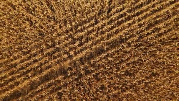 Flygfoto Över Cornfield Upplösning Video Drone Flygfoto Ett Odlat Majsfält — Stockvideo