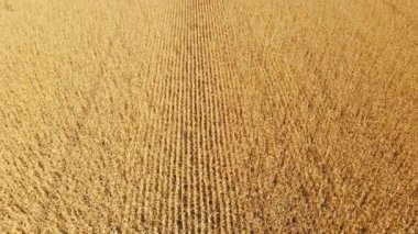 Cornfield 'ın kuş bakışı görüntüsü. 4k çözünürlüklü video. Tarlada yetiştirilmiş mısır tarlasının insansız hava görüntüsü ya da hasat için hazır mısır tarlası - insansız hava aracı ilerliyor