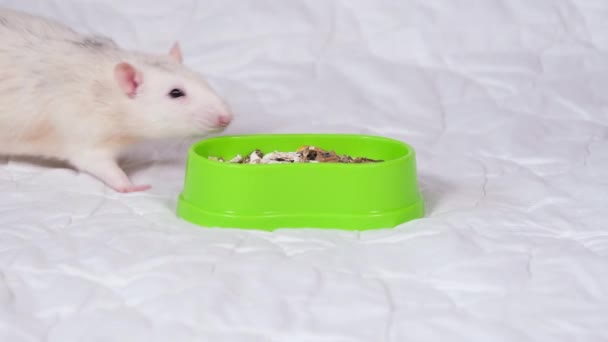 Gris Claro Divertido Mascota Rata Comiendo Comida Para Roedores Concepto — Vídeos de Stock