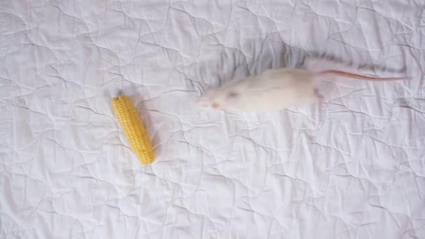 Lustiges Hellgraues Rattentier Das Futter Für Nagetiere Frisst Haustiere Konzept — Stockvideo