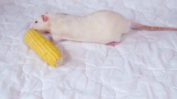 Tikus Abu Abu Muda Lucu Makan Makanan Untuk Tikus Konsep — Stok Video