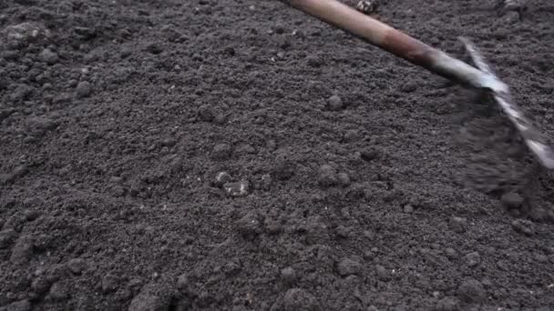 庭の土壌を使用している庭師種子を植える前に土壌を破壊し 植物物質を取り出すために熊手 — ストック動画