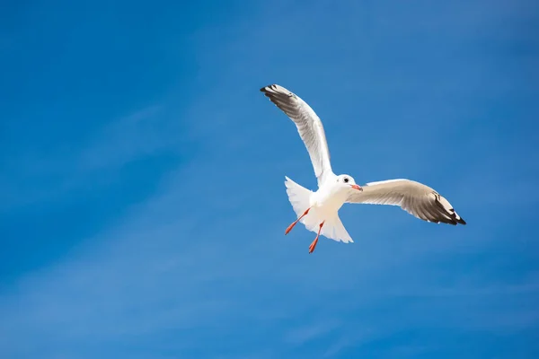 Gull Bird Background Blue Sky Seagull Sea Bird Flies Background — Stock Photo, Image