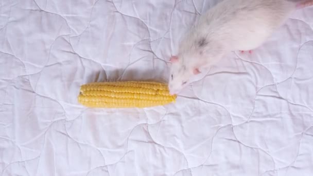 Gris Claro Divertido Mascota Rata Comiendo Comida Para Roedores Concepto — Vídeos de Stock