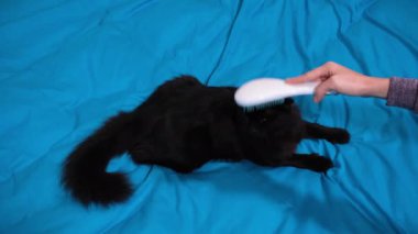 Kadın eli, tüylü siyah bir kedinin kürkünü tarıyor. Kedi tüyü tarayan kız beyaz tarak, kedi mırıltısı.