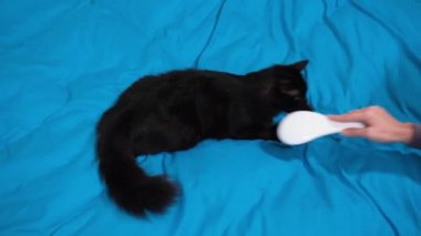 Kadın eli, tüylü siyah bir kedinin kürkünü tarıyor. Kedi tüyü tarayan kız beyaz tarak, kedi mırıltısı.