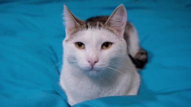 Meraklı kedi nesneyi izler ve avlar. Meraklı bir kedinin yakın portresi.