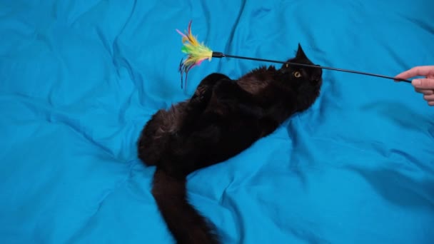 Chat Noir Moelleux Ludique Jouant Avec Jouet Pour Chats Jeu — Video