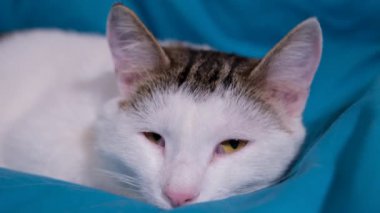 Çok uykucu ve komik bir kedi. 4K video. Kedi portresi yakın plan. Kedi biraz kestir..