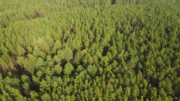 針葉樹林の空中ビュー 無限のパインの森の風景ビュー ドローン コプター ビュー — ストック動画