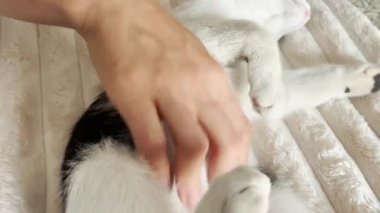 Bir kadın evcil siyah beyaz kedisini yumuşak bir battaniyenin üzerinde severek beslerken kedi rahatça mırıldanır ve gerilir.