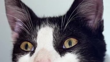 Siyah ve beyaz kedinin kameraya doğrudan baktığı, tuhaf bir ifadeyle gözlerini yavaşça kırpan. Yüzün, bıyıkların ve altın gözlerin detaylarını gösteren evcil hayvan portresi