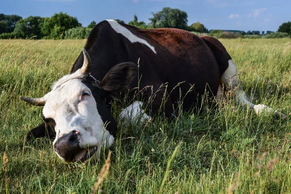 Vache Dans Un Paturage De Ferme De Printemps Tres Drole Vache Noire Et Blanche Se Trouve Sur L Herbe Animaux De Ferme Pis Exploitation Agricole Stock Photo Vache Dans Un Paturage De Ferme De Printemps Tres Drole Vache Noire Et Blanche Se Trouve Sur L Herbe Animaux De Ferme Pis Exploitation Agricole Stock Photo