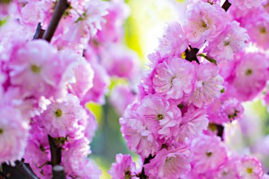 Çiçekli ağaç. Sakura çiçekler. Pembe çiçekli ağaç. Kiraz çiçekleri, pembe çiçekler bahar.