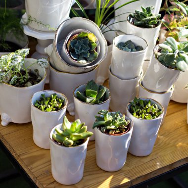 Succulents. Raf, vitrin succulents ile. Çiçekler, satışı kaktüs.