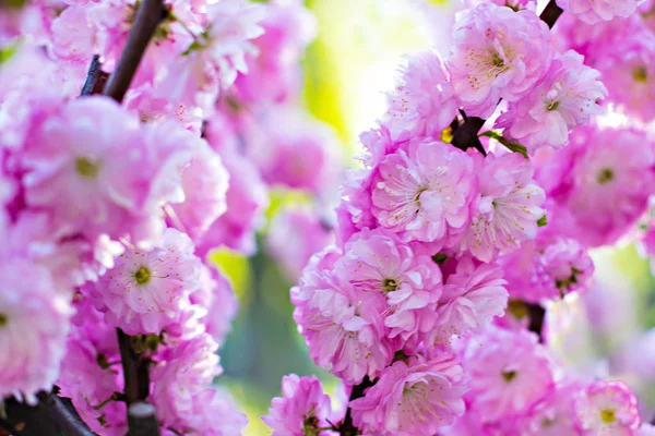 Çiçekli ağaç. Sakura çiçekler. Pembe çiçekli ağaç. Kiraz çiçekleri, pembe çiçekler bahar.