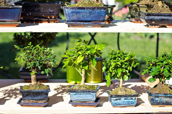 Dekoratif bonsai ağaçlar çiçek pazarında bir vitrin.