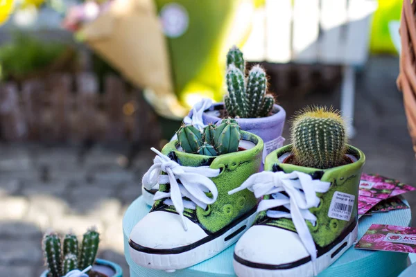 Vetplanten Plank Showcase Met Vetplanten Verkoop Van Bloemen Cactus — Stockfoto