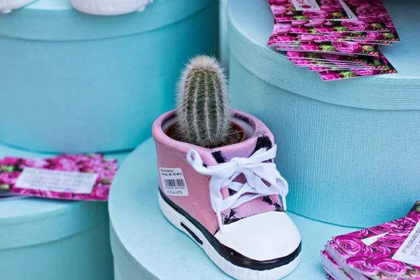 Vetplanten Plank Showcase Met Vetplanten Verkoop Van Bloemen Cactus — Stockfoto