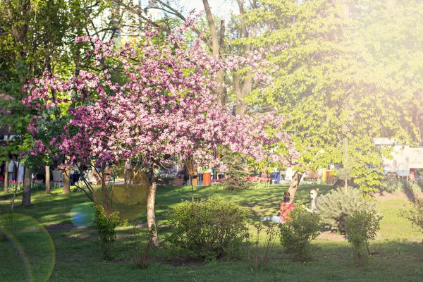 Blooming Tree Park Flowers Cherries — Stock Photo, Image