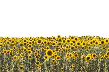 ayçiçeği tarlası, tarım arazisi, sonbahar doğası, hasat mevsimi konsepti