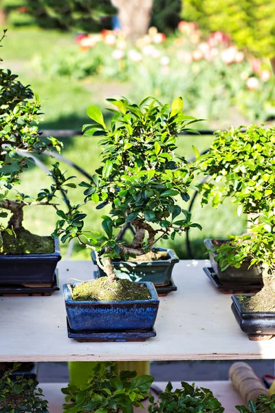 Dekoratif bonsai ağaçlar çiçek pazarında bir vitrin.