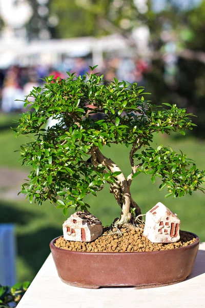 Dekoratif bonsai ağaçlar çiçek pazarında bir vitrin.