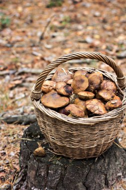 Orman orman mantar sepeti mantar. Sonbahar, orman hasat kartında. Çörek, titrek kavak, chanterelles, yaprakları, tomurcukları, çilek. Üstten Görünüm