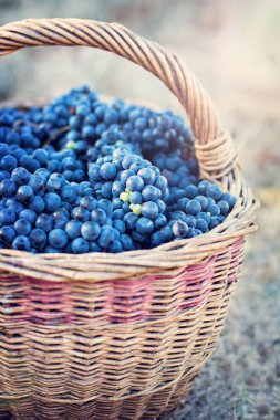 Sepet içinde karanlık üzüm. Üzüm hasat. Kırmızı şarap üzüm. koyu mavi üzüm, şarap üzüm bir sepet içinde.