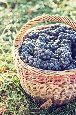 Sepet içinde karanlık üzüm. Üzüm hasat. Kırmızı şarap üzüm. koyu mavi üzüm, şarap üzüm bir sepet içinde.