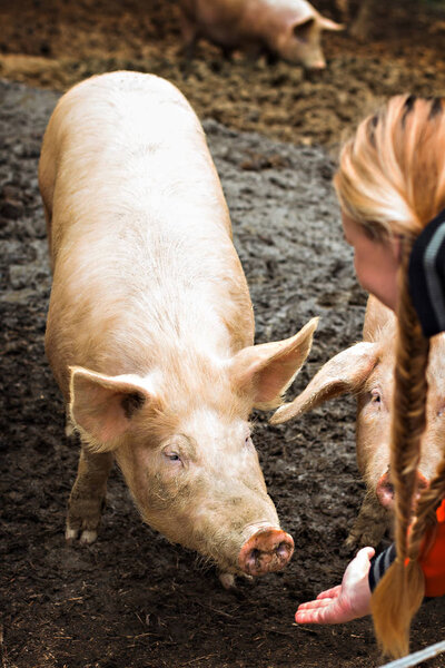 Pigs on the farm. Happy pigs on pig farm with girl. piglets