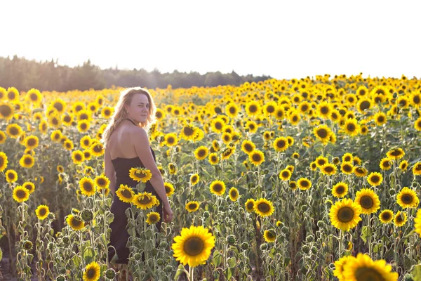 Field of sunflowers in sunlight. Girl, rear view, on the field of sunflowers. Happy young woman walking in fresh sunflowers field, agricultural landscape, autumnal nature, harvest season concept